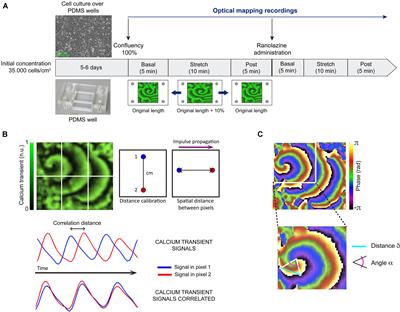 Ranolazine-Mediated Attenuation of Mechanoelectric Feedback in Atrial Myocyte Monolayers